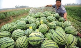 高密吃瓜最新事件爆料,揭秘背后惊人真相