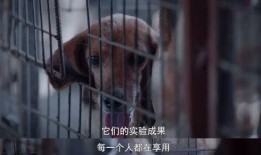 内娱狗崽最新爆料视频,内娱明星隐私大揭秘